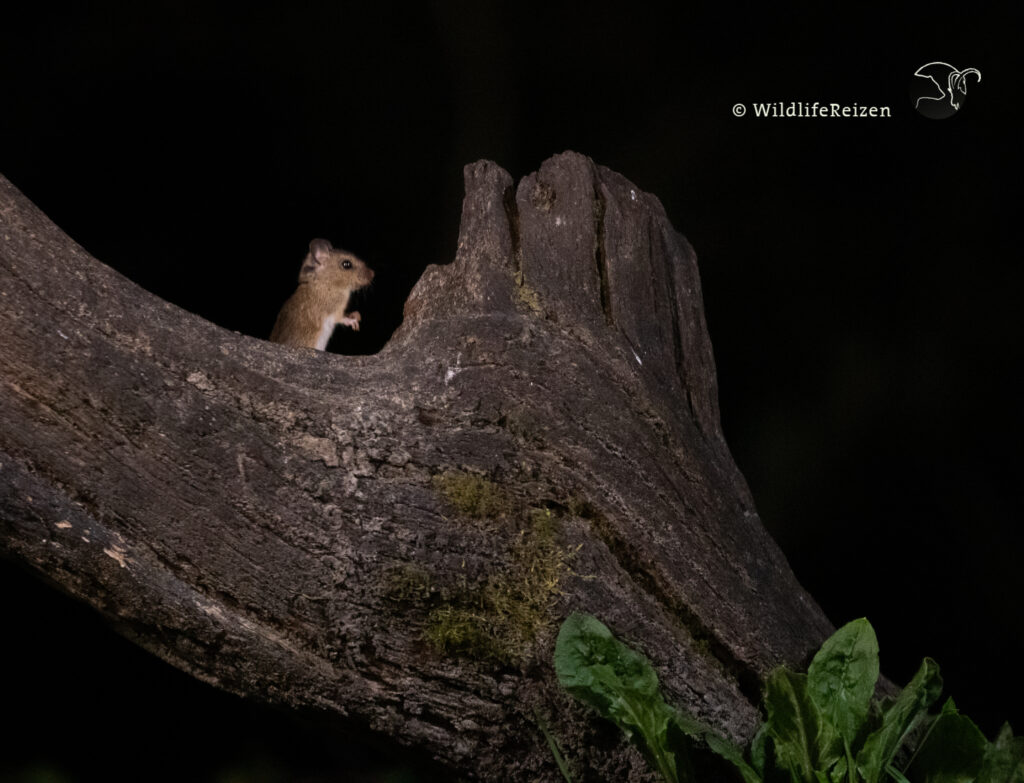 Een muis op een boom in de nacht
