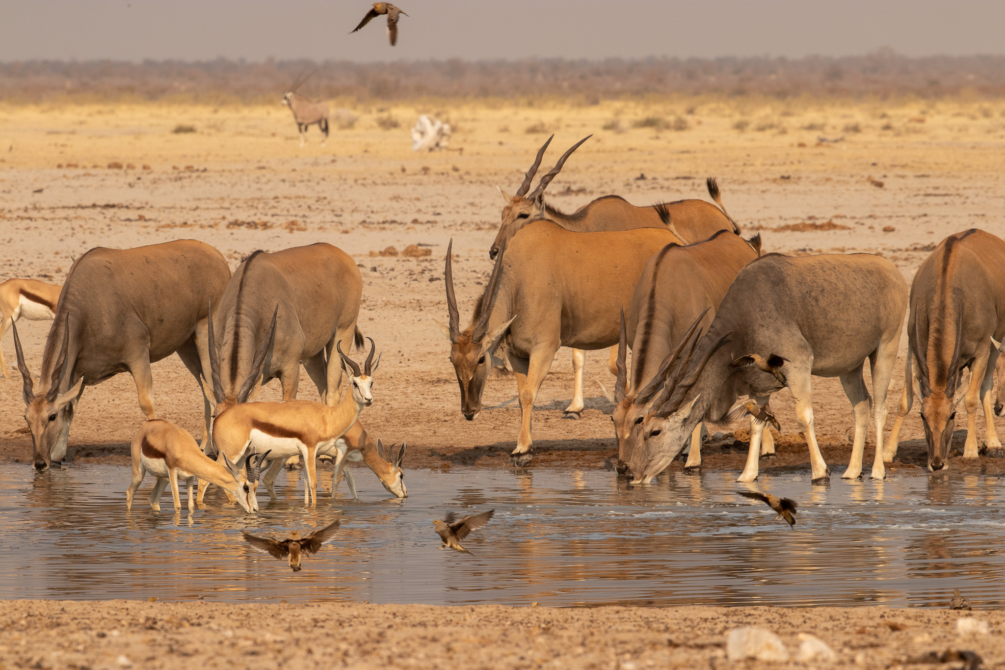 De Grootste Antilopen Van Afrika Wie Zijn Het En Waar Vind Je Ze