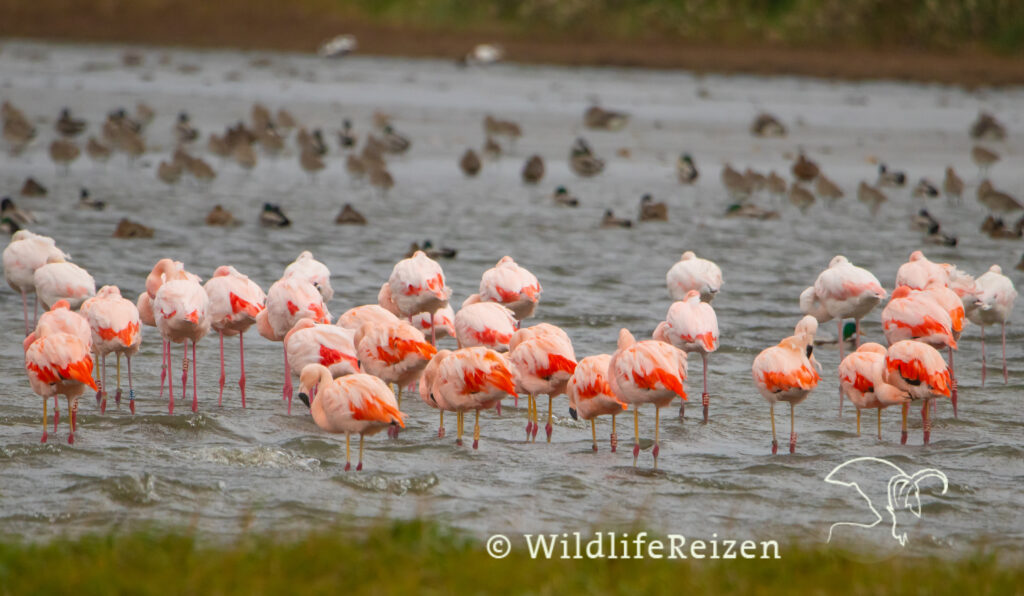 een groep flamingo's bij de haven van Battenoord