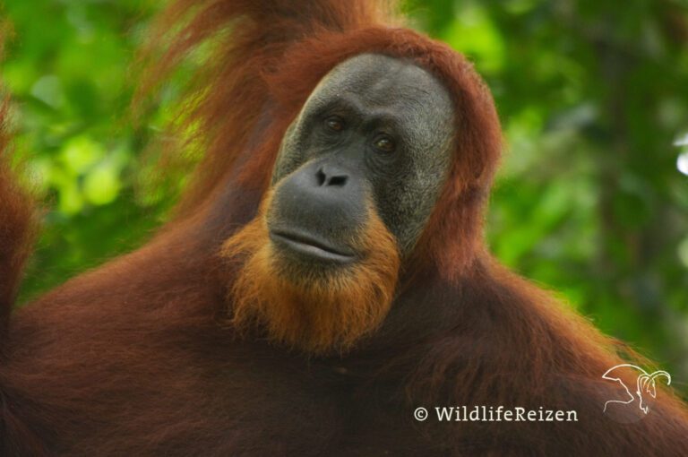 Een Close-up van een Sumatraanse orang-oetan