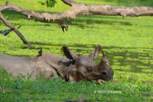 Nepal, één van de gave wildlife bestemmingen voor tijdens de kerstvakantie