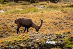 Een Alpensteenbok, een van de wildlife top 10 van Europa
