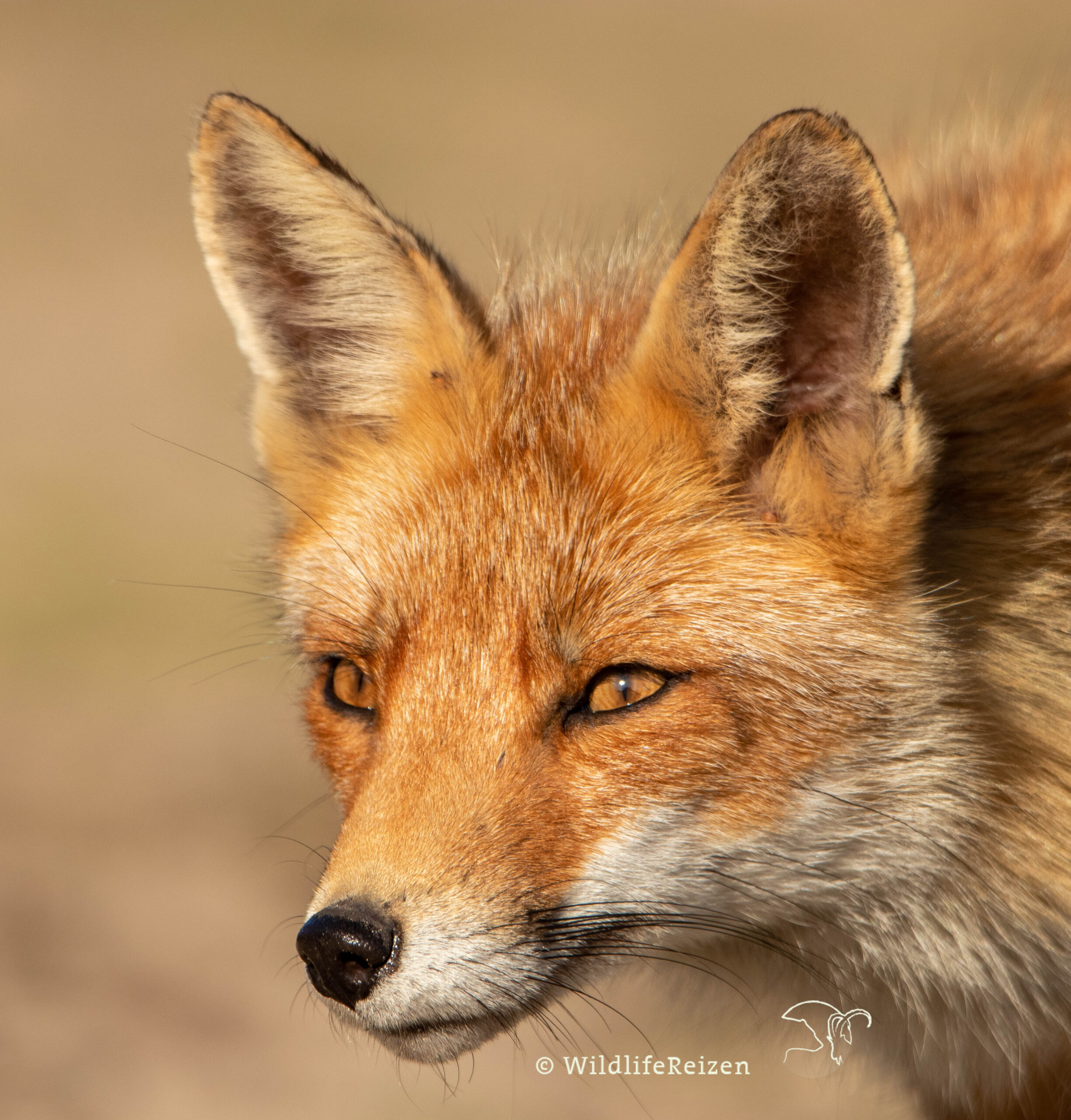 Close up van een vos gezien tijdens wild spotten in Nederland
