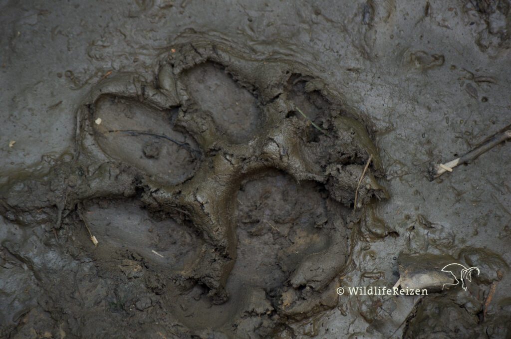 Pootafdruk van een Bengaalse tijger in de modder