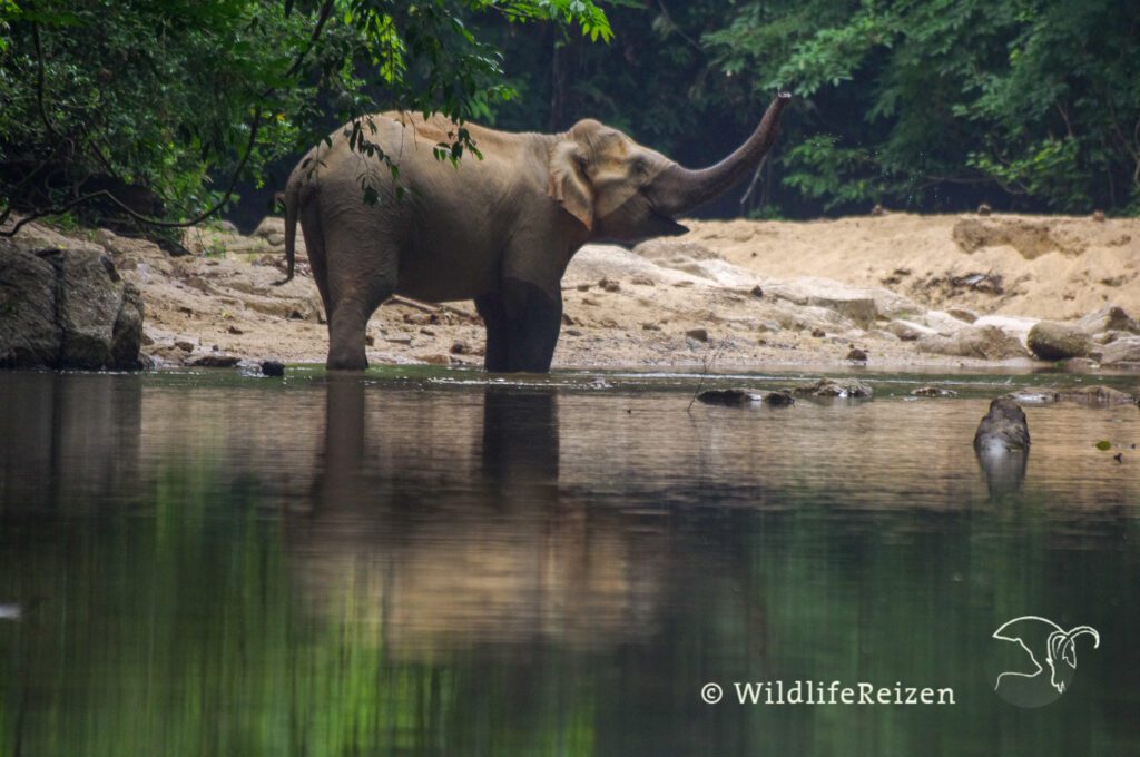 De Aziatische olifant een van de wildlife top 10 van Nepal, maleisië