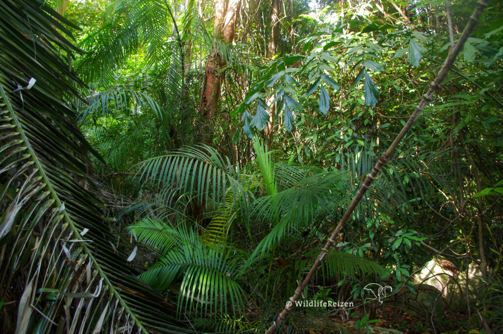 Sumatraanse Jungle