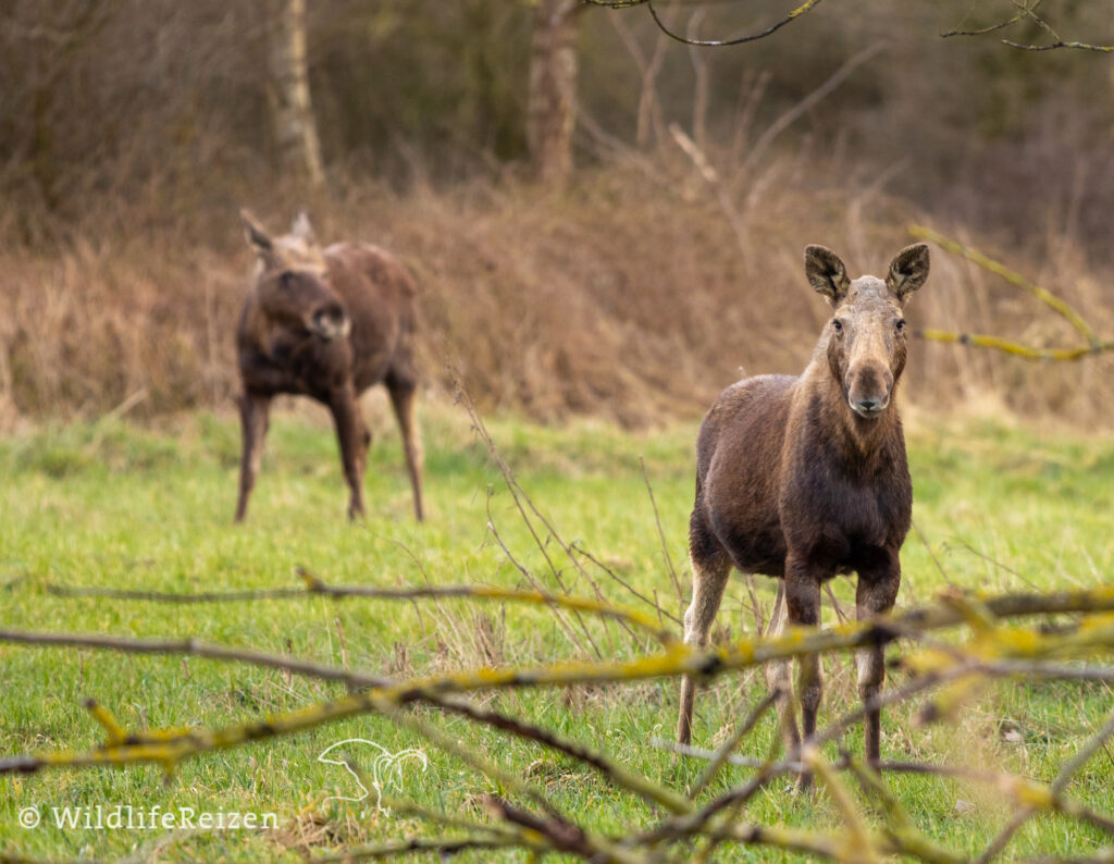 De eland in nederland, in Natuurpark Lelystad