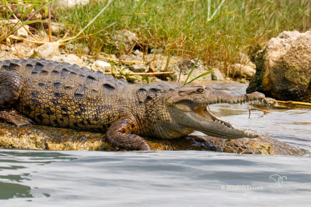 Een krokodil in de Black river, een van de wildlife activiteiten in Jamaica