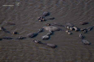 Nijlpaarden in het water in de Okavango Delta, vanuit de lucht