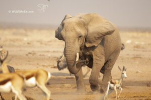 Afrika in een foto, de Afrikaanse olifant bij een waterplas