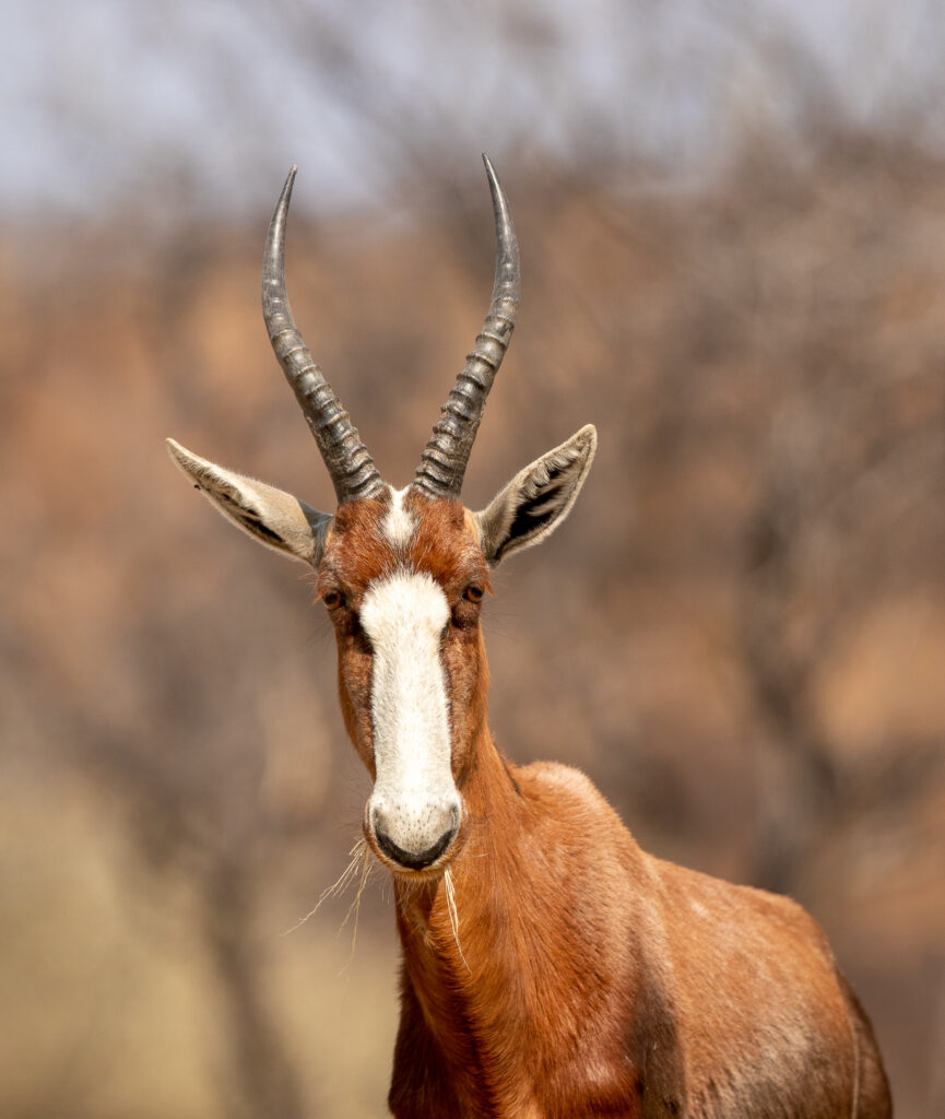 Blesbok, verschil tussen herten en antilopen