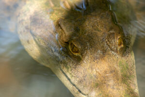 Amerikaanse krokodil in Coiba nationaal park, Santa Catalina