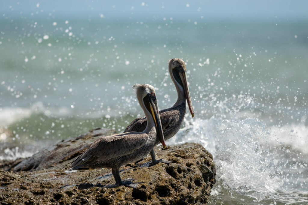 Bruine pelikanen op weg naar La Sirena