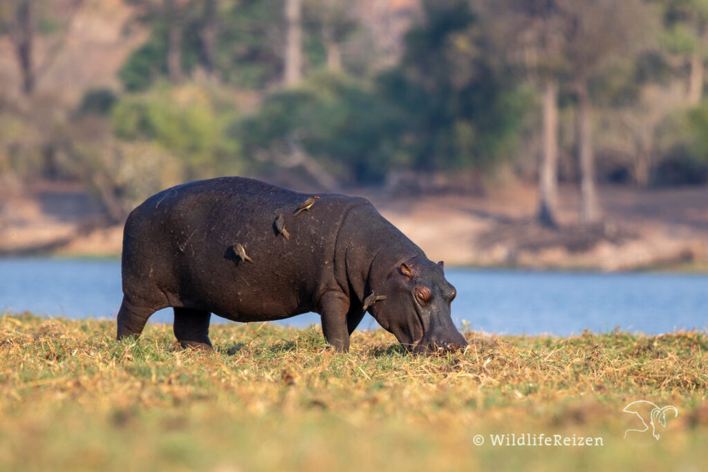 Nijlpaard in Serondela, Chobe flood plains