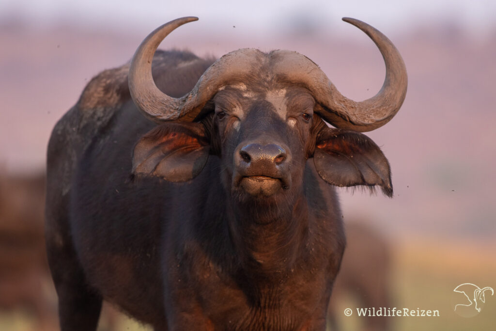 Kafferbuffel in Chobe nationaal park, Botswana