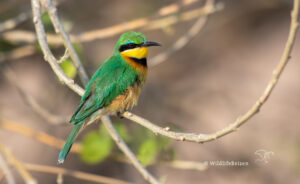 bijeneter in Chobe nationaal park, Botswana