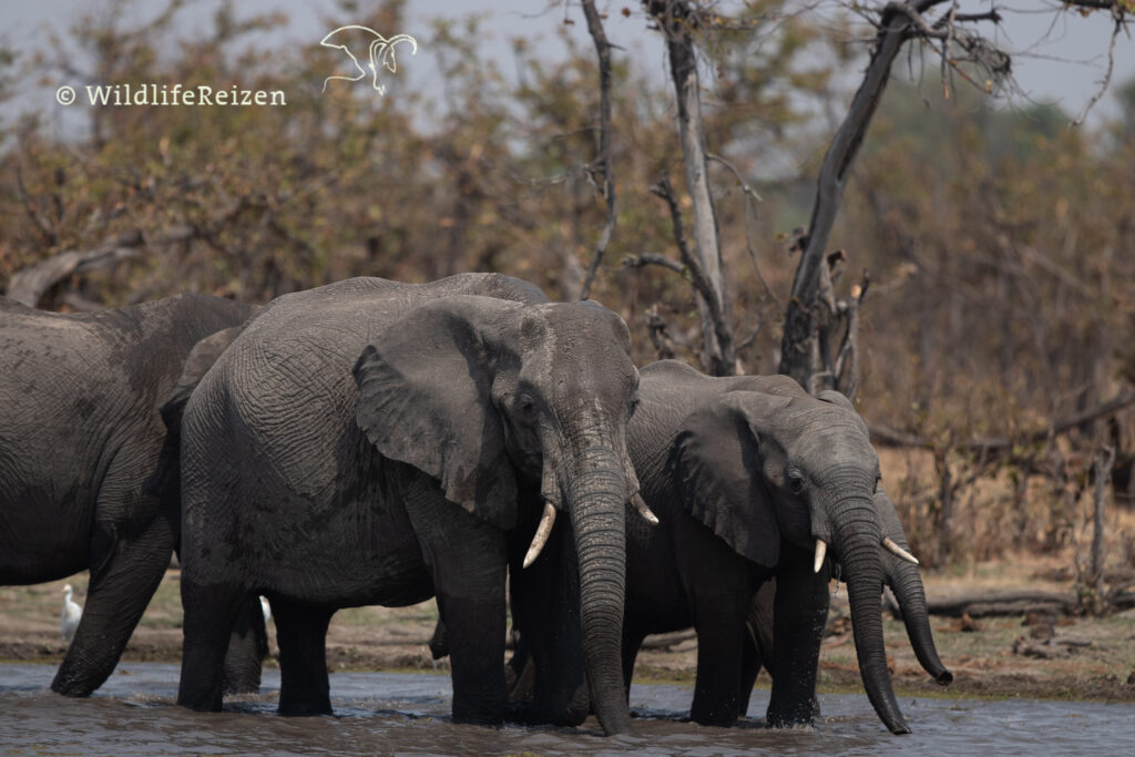 Kudde Afrikaanse olifanten in Khwai concession area, Botswana