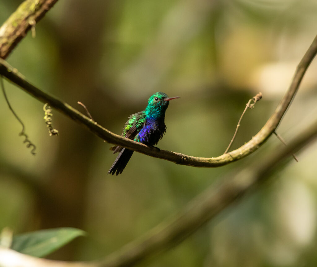 kolibrie in soberania nationaal park