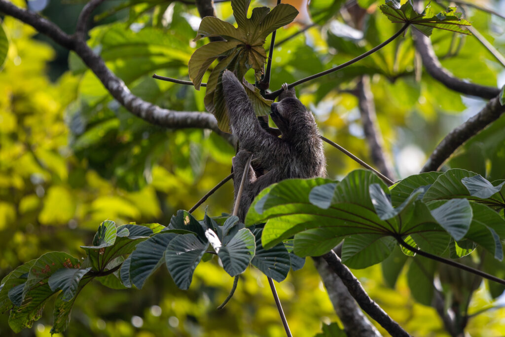 Kapucijnluiaard hoog in de boom