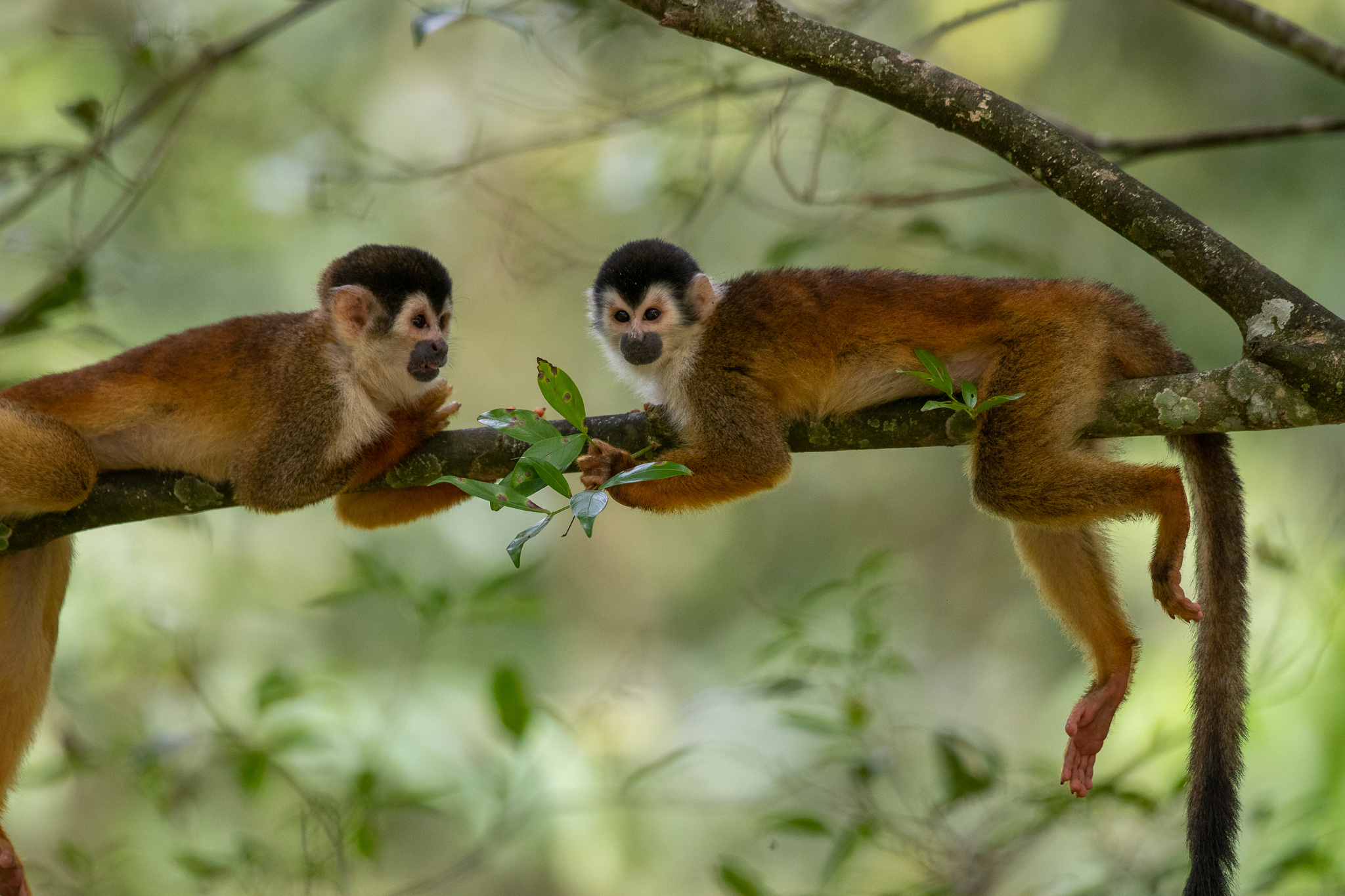 Apen spotten in Panama, twee geel doodshoofdaapjes in de boom