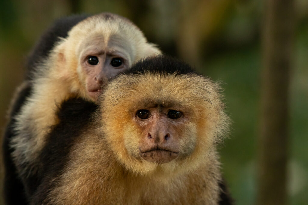 Witschouderkapucijnaap met baby, wildlife top 10 van Panama