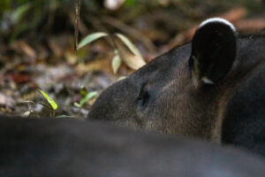 Midden-Amerikaanse tapir in Corcovado nationaal park