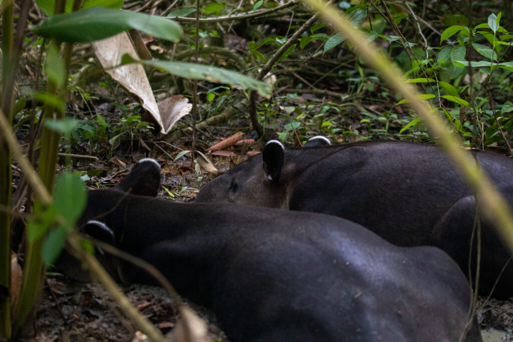 Bairds tapirs in de modder