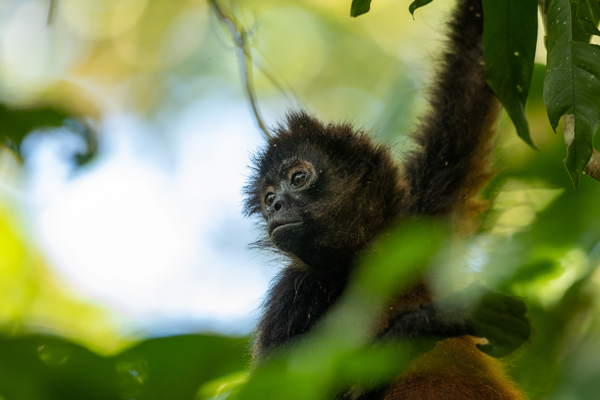Apen spotten in Panama - Wildlifereizen