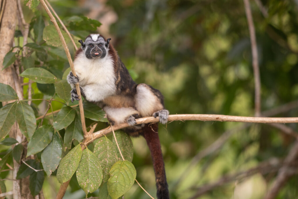 Roodnektamarin in Soberania nationaal park, wildlife top 10 van Panama