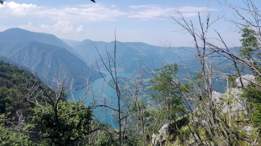 Tara de beste plek om bruine beren te spotten in Servië