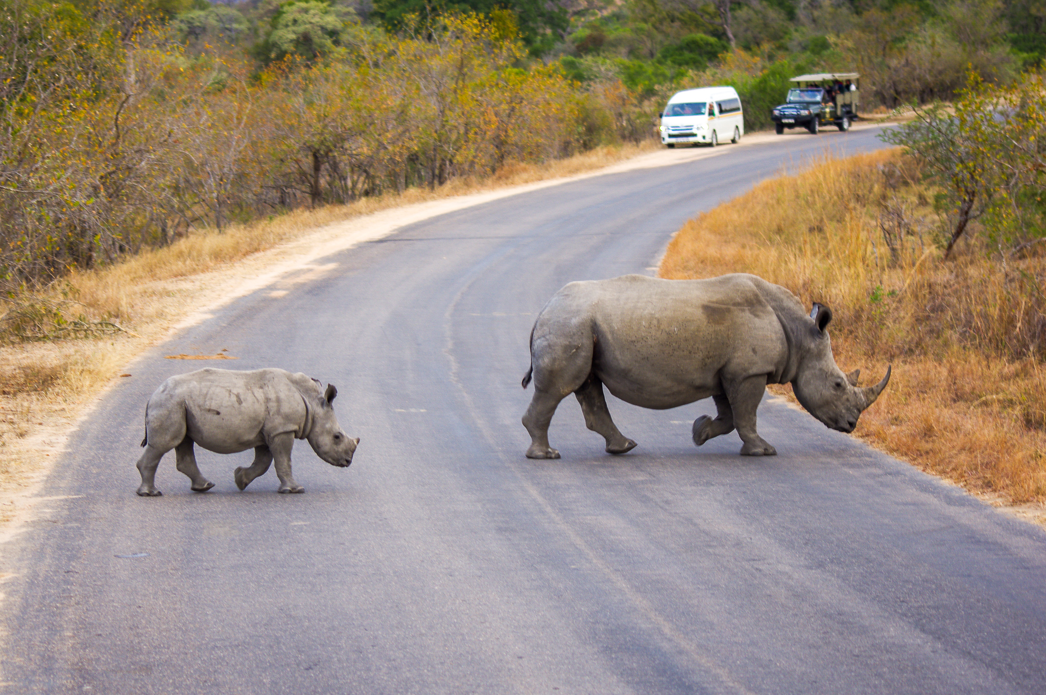 De witte neushoorn, moeder en kalf steken de weg over in het Krüger national park