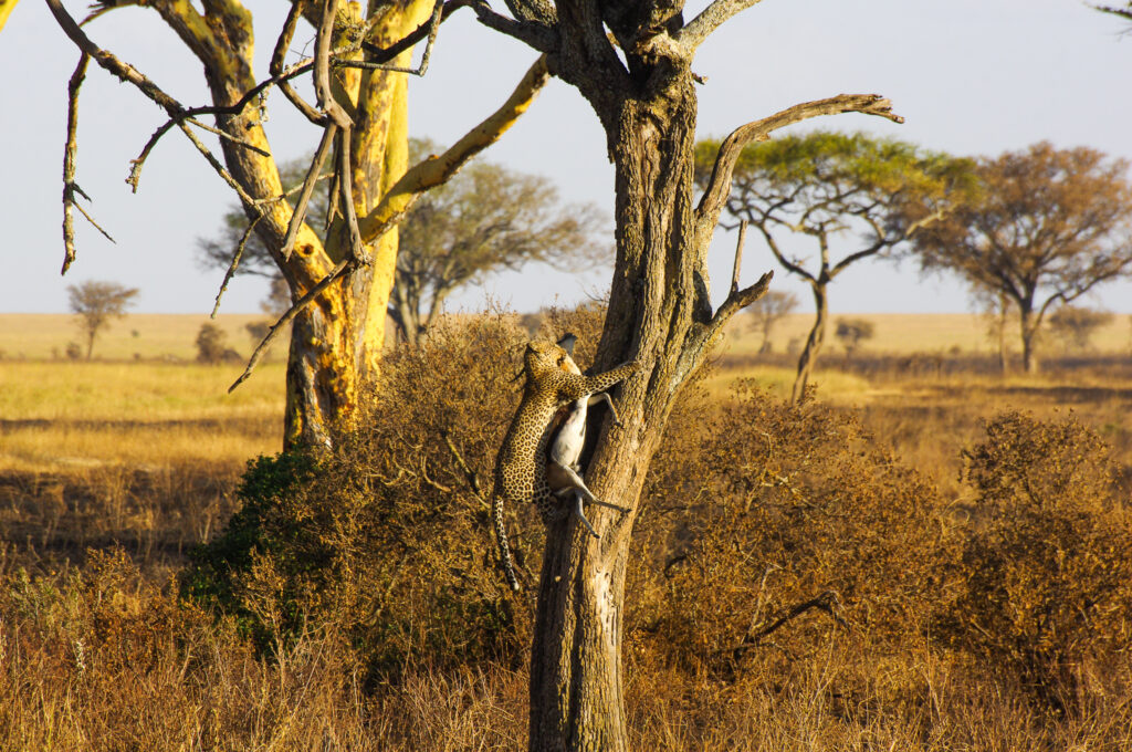 Een luipaard klimt met een Grantgazelle in de boom in Serengeti nationaal park