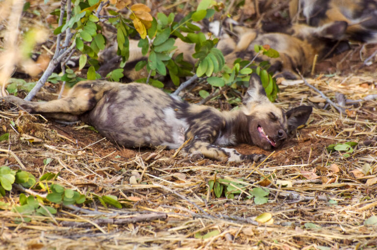 Een Afrikaanse wilde hond pup