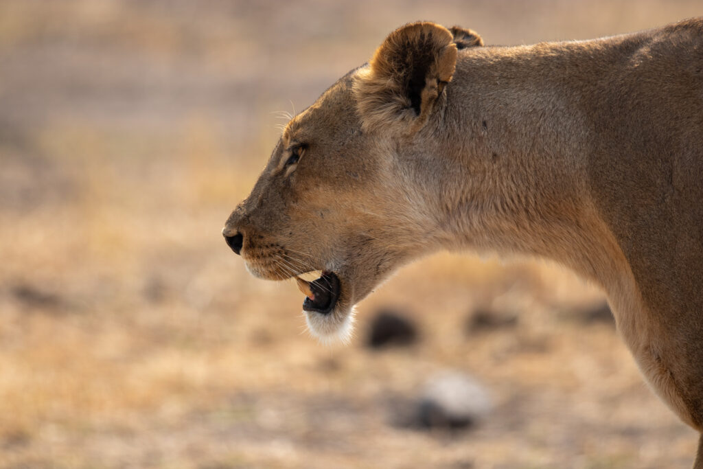 Jagende leeuwin in Chobe
