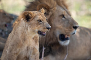 Twee leeuwen in het moremi game reserve. De leeuw is onderdeel van de Afrikaanse big 5