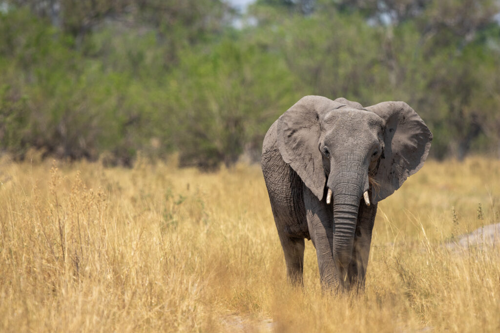 Een Afrikaanse olifant in Moremi game reserve