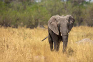Afrikaanse savanne olifant in de Okavango Delta