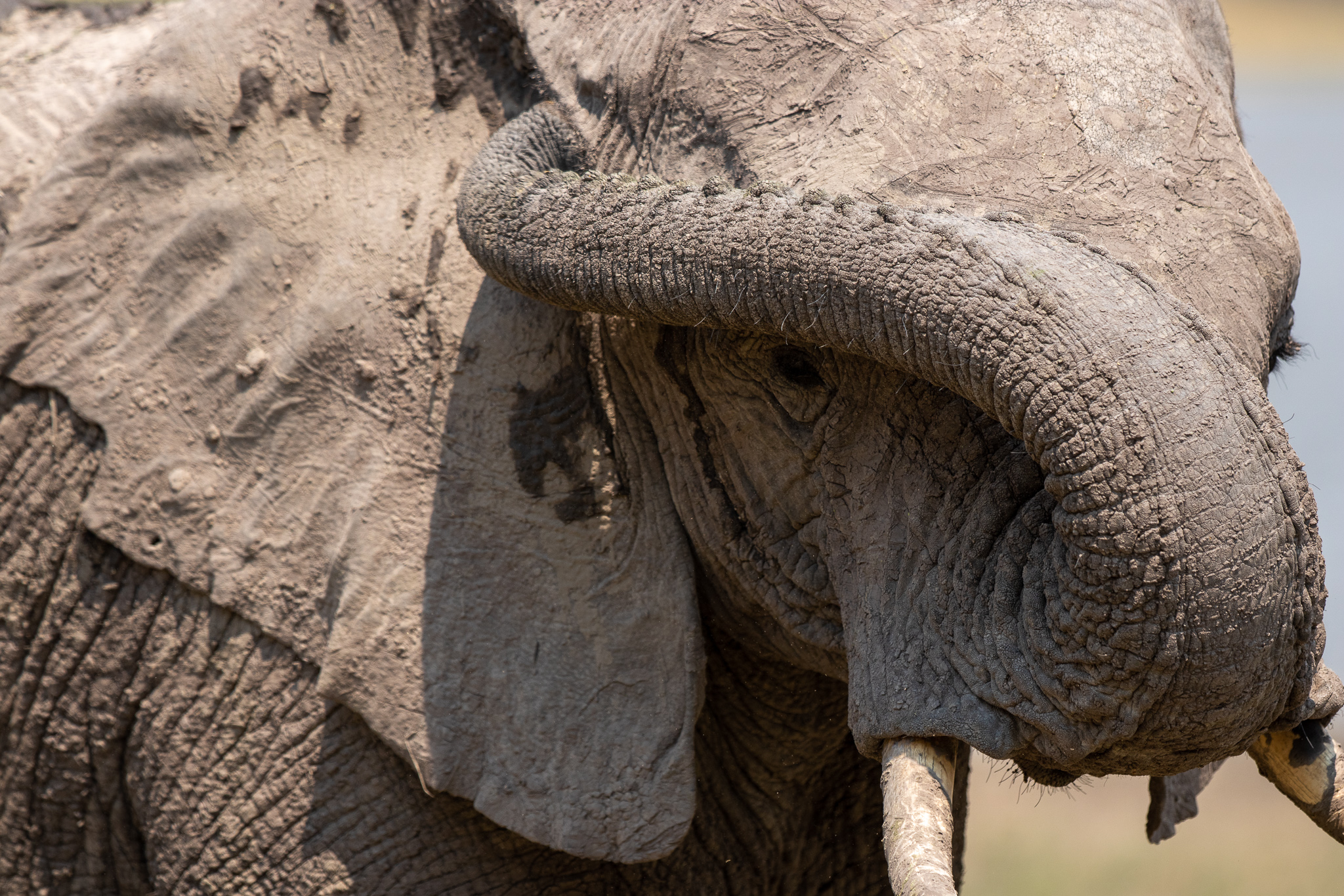 De Afrikaanse olifant: het grootste Afrikaanse landdier! - Wildlifereizen