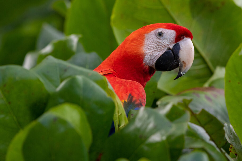 Een geelvleugelara in Costa Rica