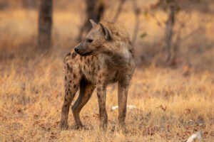 Een gevlekte hyena in Etosha nationaal park