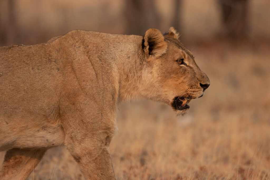 Een leeuwin in Etosha nationaal park