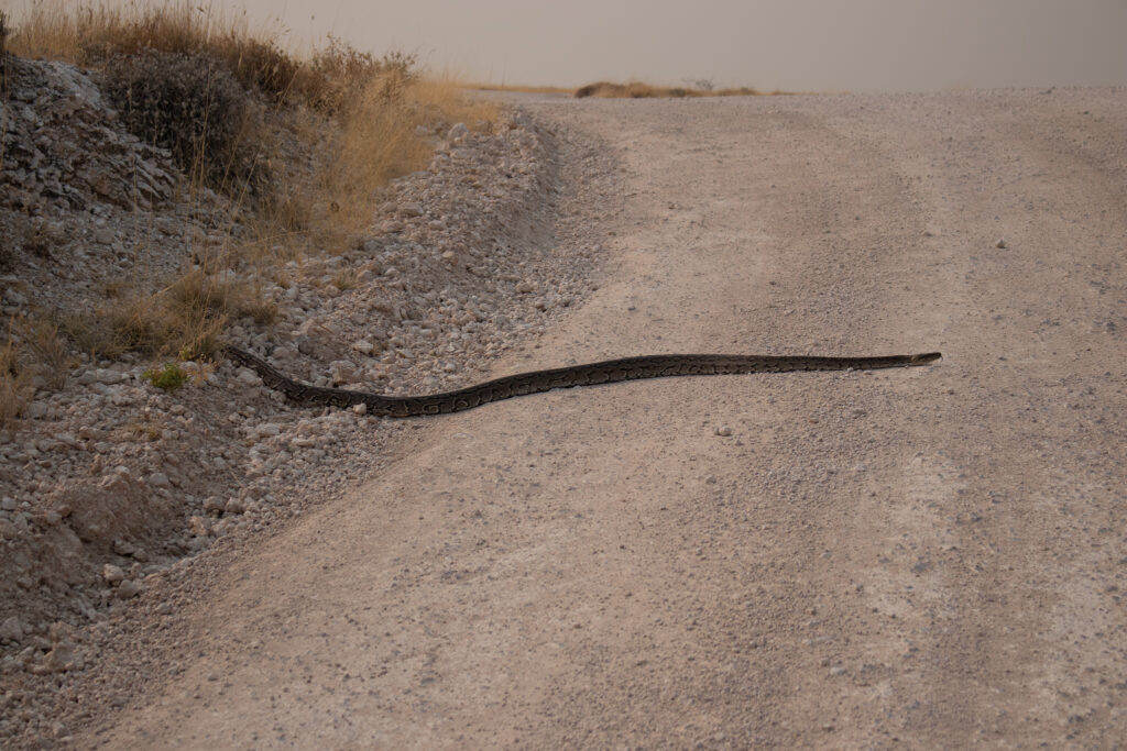 Een rotspython die de weg oversteekt