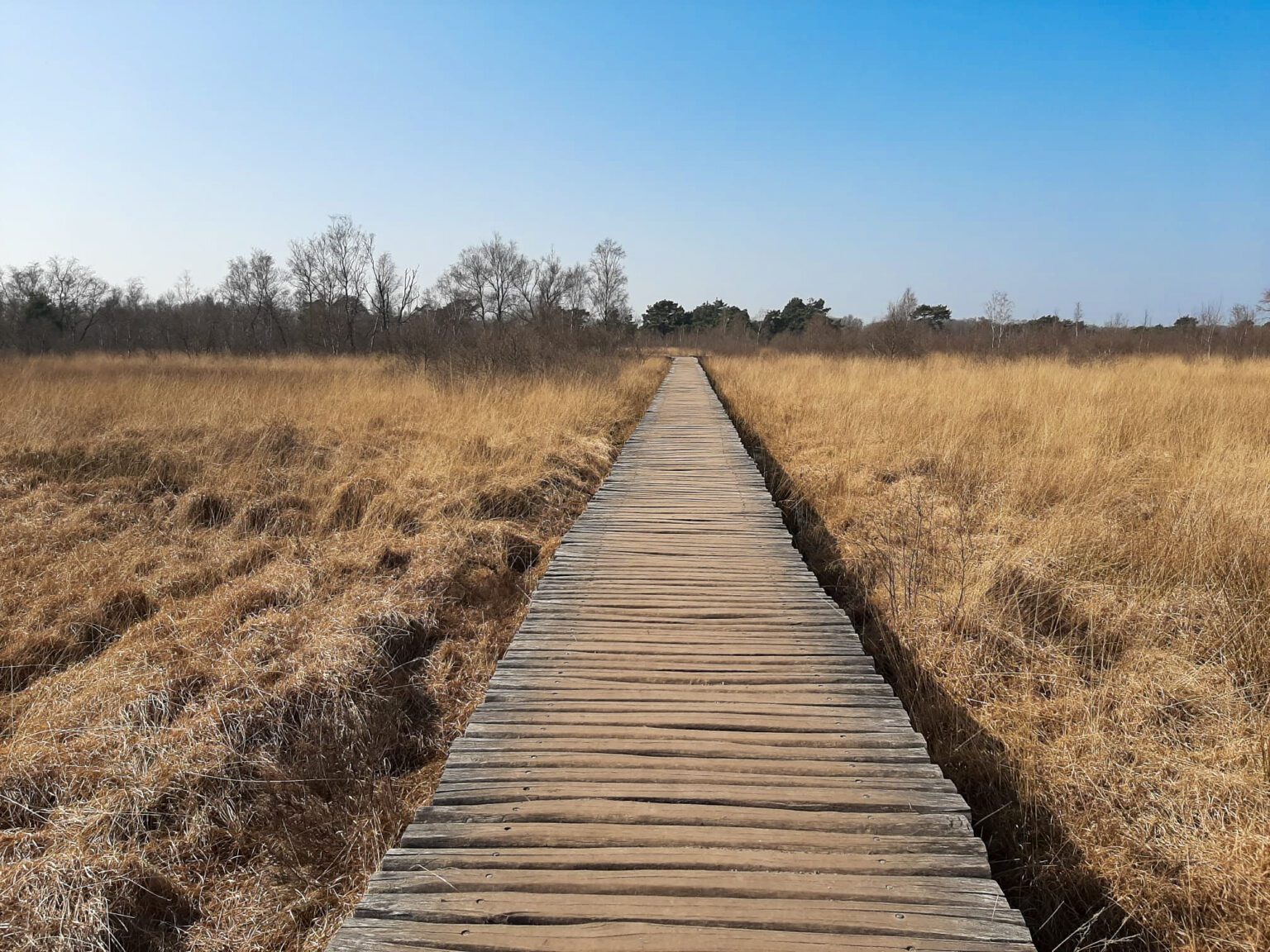 Nationaal park de Groote Peel Veengronden