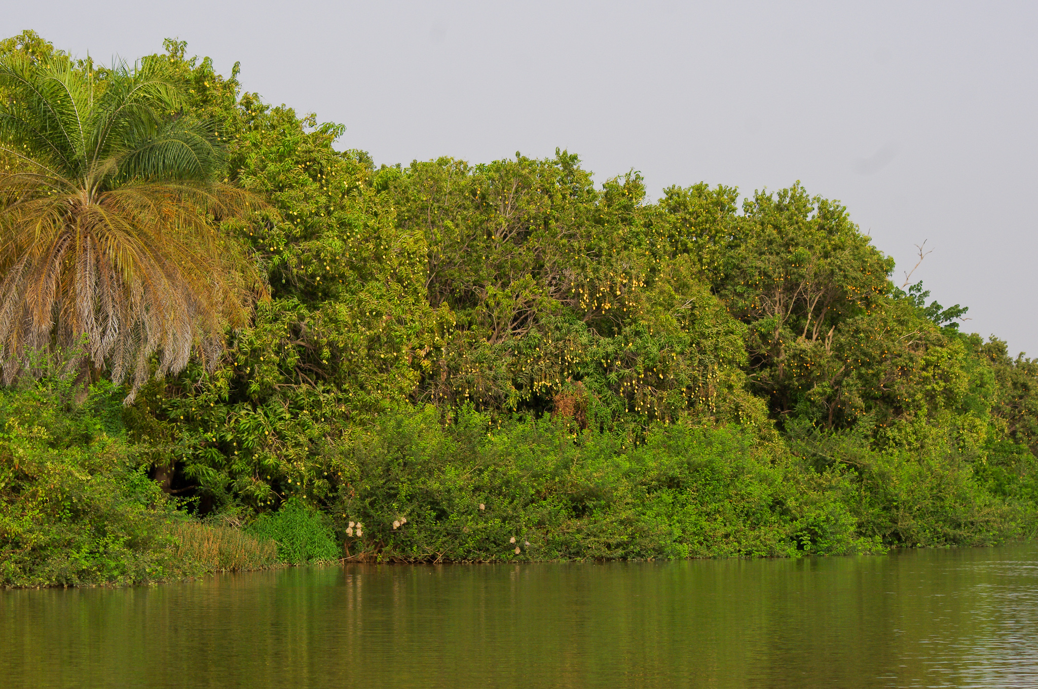 wat te doen in Gambia, de Gambiarivier. Gave wildlife bestemmingen voor tijdens de kerstvakantie
