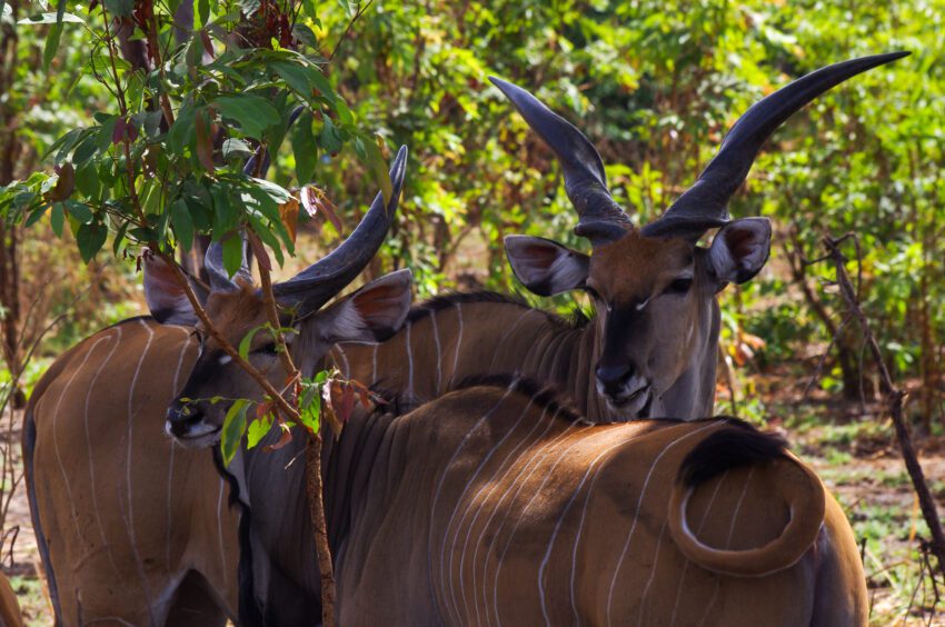 Westelijke reuzenelandantilope, de grootste antilopen van Afrika, in Fathala wildlife reserve