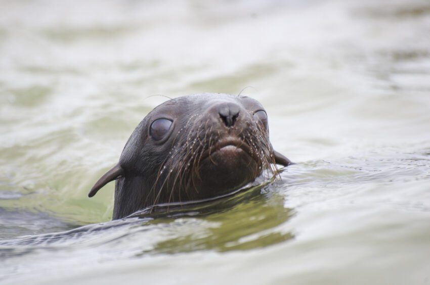 Kajakken met zeeleeuwen bij Pelican Point, Walvsibaai, Namibië