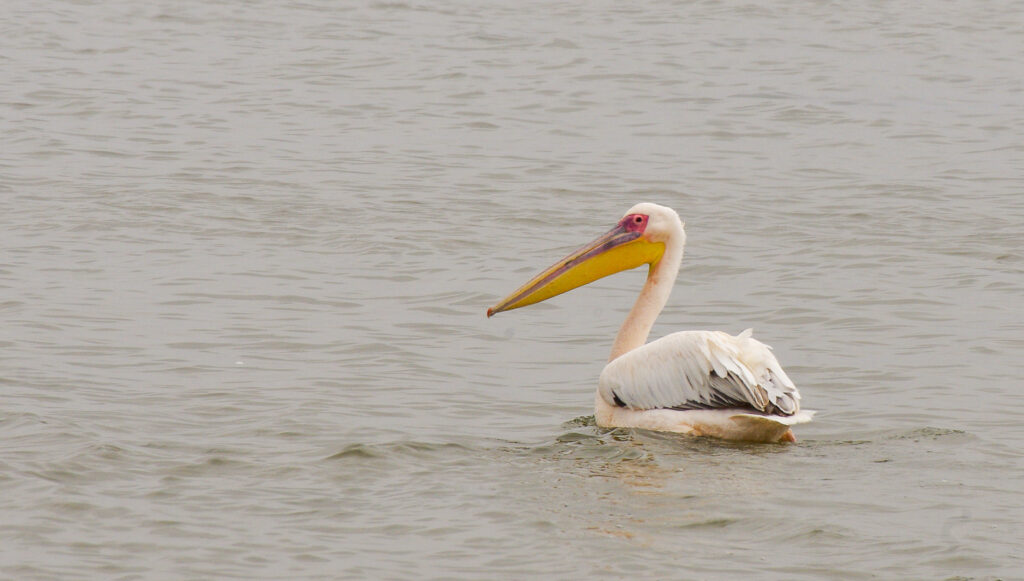 Pelikaan bij pelican point, Walvisbaai, Namibie