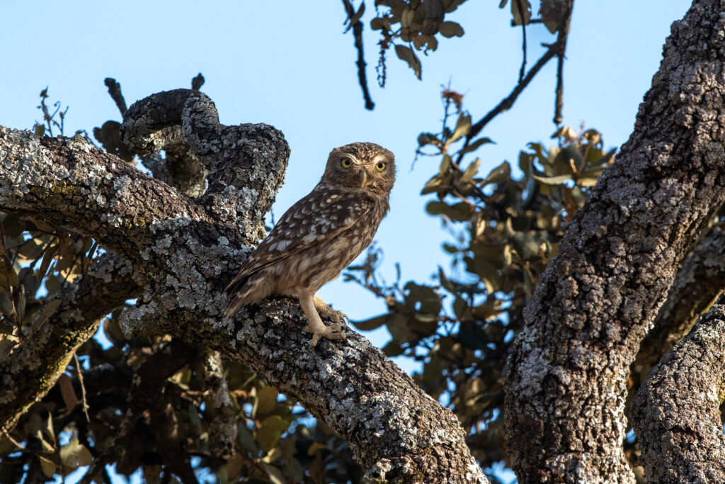 steenuil. Athene noctua, vogels spotten in Andalusië
