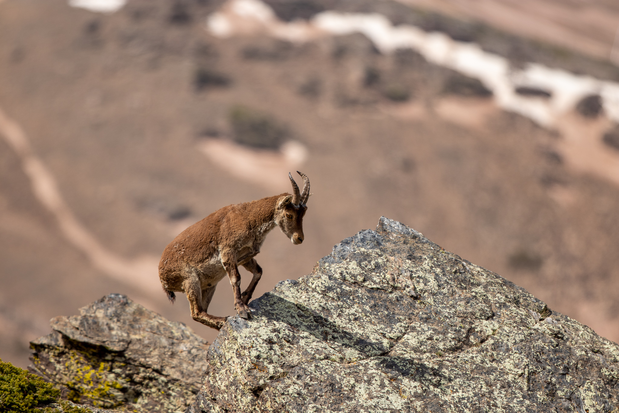 Nationaal park Sierra Nevada - Wildlifereizen
