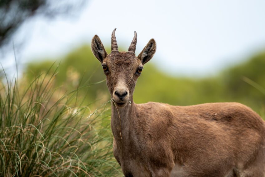 Spaanse steenbok in Andalusië, spanje
